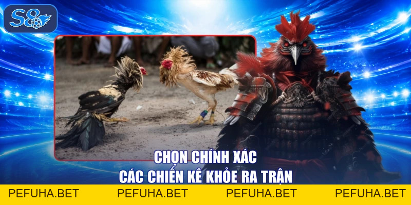 Đá Gà Thái - Rực Lửa Tranh Tài, Nhận Quà Lai Láng Đắm Say 
