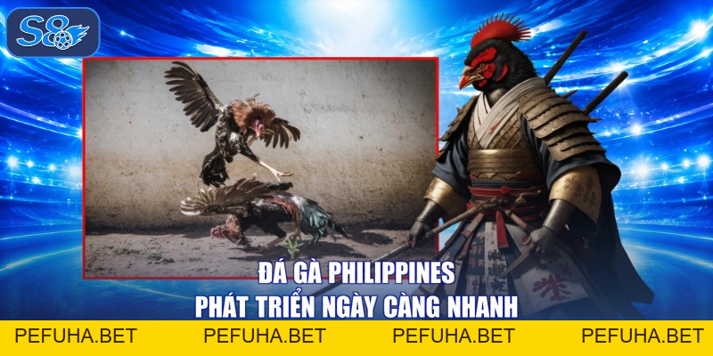 Đá Gà Philippines - Rực Cháy, Trường Đấu Đỉnh Cao Xem Mê Say