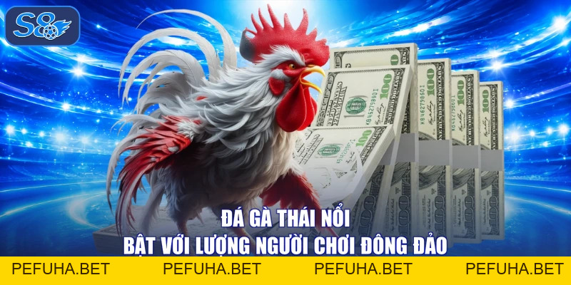 Đá Gà Thái - Rực Lửa Tranh Tài, Nhận Quà Lai Láng Đắm Say 