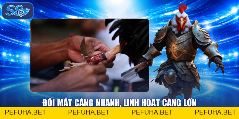 Đá Gà Cựa Sắt Thăng Hoa, Xem Ngay Trận Đấu Nhận Quà Thả Ga!