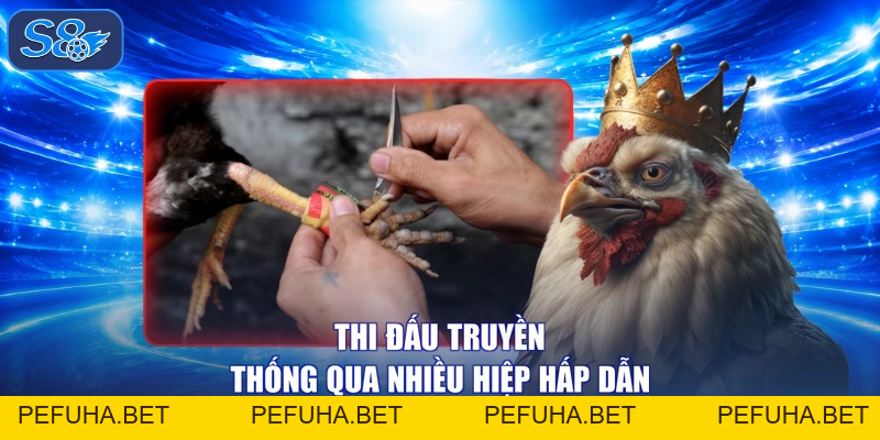 Đá Gà Thái - Rực Lửa Tranh Tài, Nhận Quà Lai Láng Đắm Say 